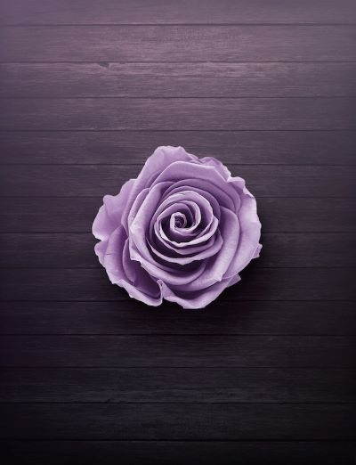 flowers purple rose