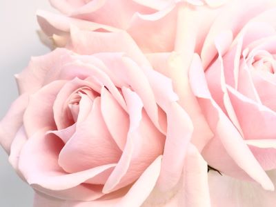 Pale pink rose 1